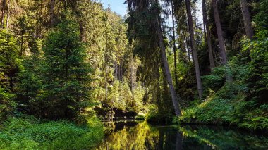 Kirnitzschklamm adında vahşi ve romantik bir nehir vadisi. Hinterhermsdorf, Saksonya, Almanya yakınlarında durgun ve parlak bir su.