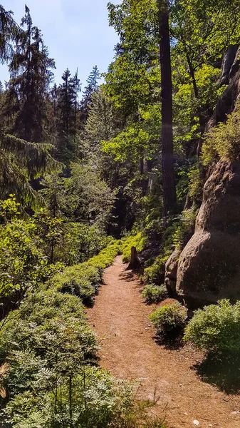 Sentier Randonnée Forêt Sur Une Pente Long Une Paroi Rocheuse — Photo