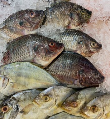 Taze tilapia ve diğer balıklar bir kabın içinde.