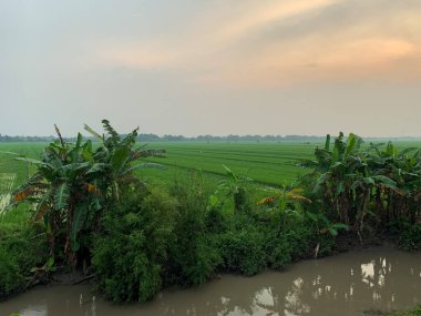 Akşamları nehir kenarındaki pirinç tarlalarının manzarası.