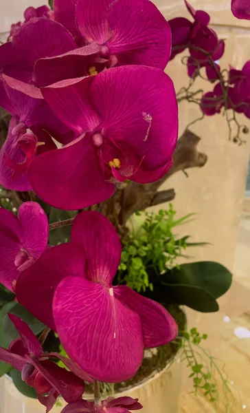 Bahçedeki güzel çiçekler