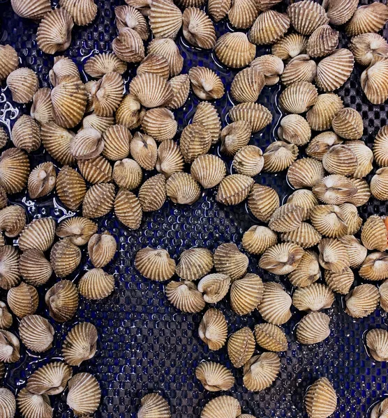 Piccoli Molluschi Alto Consumo Proteico — Foto Stock