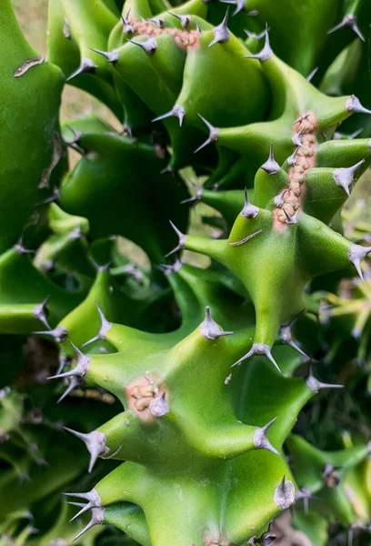 Zavřít Kaktusovou Rostlinu — Stock fotografie