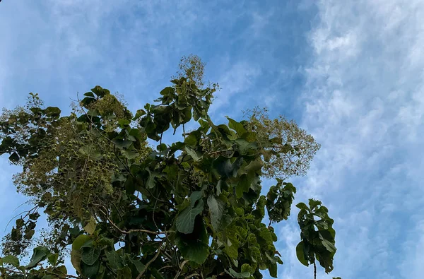 Φωτογραφία Από Μπλε Σύννεφα Και Πράσινα Φύλλα — Φωτογραφία Αρχείου