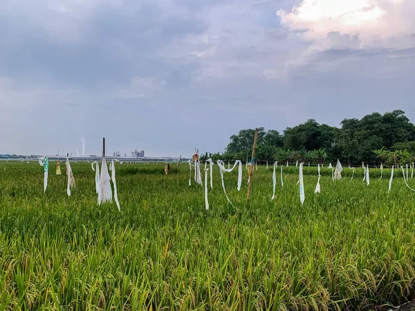 Akşamları nehir kenarındaki pirinç tarlalarının manzarası.