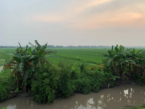 View Rice Fields River Evening — Stock Photo, Image