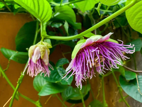 Квіти Плодів Пристрастей Цвітіння Фіолетові — стокове фото