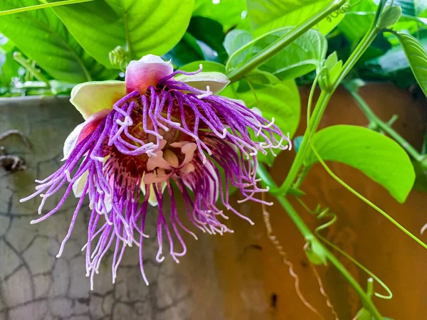 Квіти Плодів Пристрастей Цвітіння Фіолетові — стокове фото