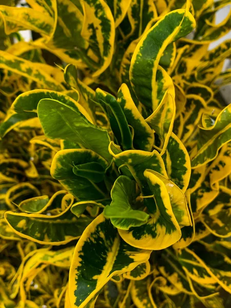 Декоративні Рослини Зеленим Жовтим Листям Висаджені Перед Будинком — стокове фото