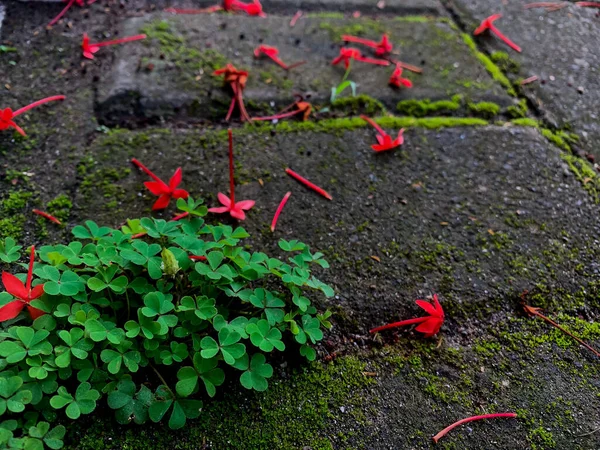 Flores Vermelhas Jardim Frente Casa — Fotografia de Stock