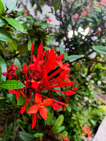 Flores Rojas Jardín Frente Casa —  Fotos de Stock