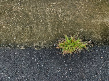 Yol kenarında büyüyen çimenler