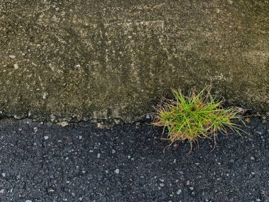 Yol kenarında büyüyen çimenler