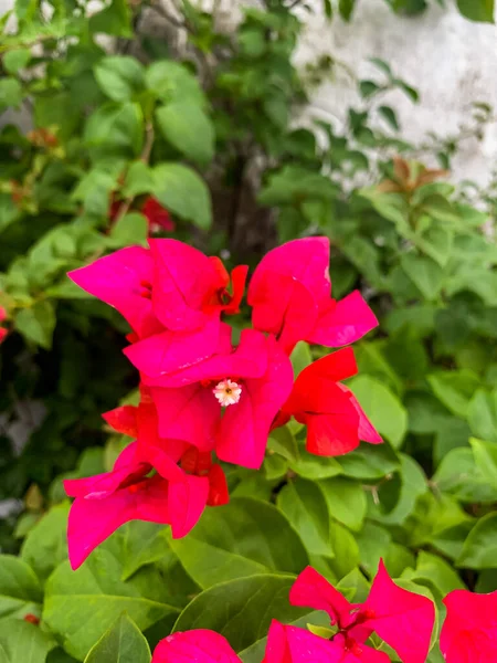 Fleurs Rouges Dans Jardin Face Maison — Photo