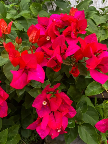 Červené Květy Zahradě Před Domem — Stock fotografie