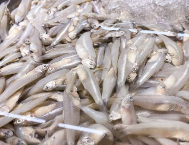 Süpermarkette buzlu taze balık.