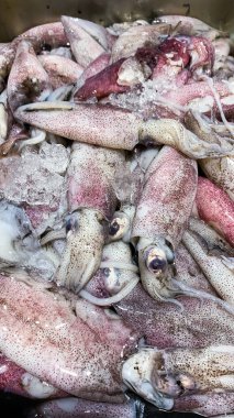 Süpermarkette taze mürekkep balığı yığını
