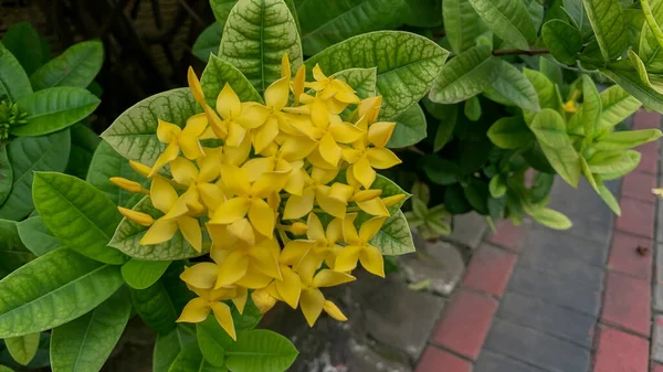 街路樹の脇には 鮮やかな緑の葉を持つ花が植えられています — ストック写真