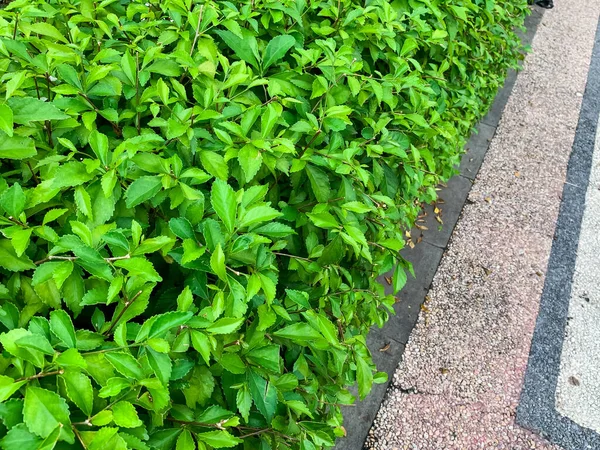 Flowers Bright Green Leaves Planted Side Downtown Street — Stock Photo, Image