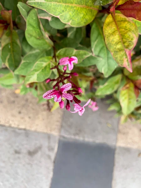 Flowers Bright Green Leaves Planted Side Downtown Street — Stock Photo, Image