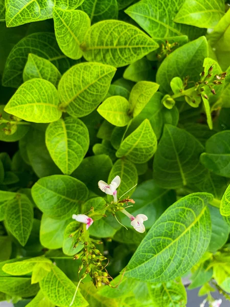 Flowers Bright Green Leaves Planted Side Downtown Street — Stock Photo, Image