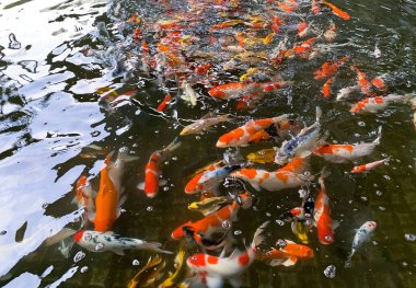 Temiz suyla dolu bir gölde farklı renklerde koi balıkları beslenmeyi bekliyor.