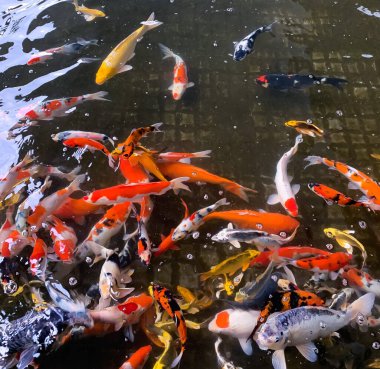 Temiz suyla dolu bir gölde farklı renklerde koi balıkları beslenmeyi bekliyor.