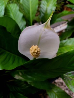 Evin arkasındaki bahçede çiçekler açıyor.