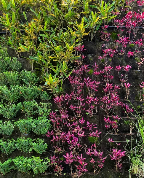 Διακοσμητικά Φυτά Τακτοποιημένα Στον Τοίχο Του Κήπου Πίσω Από Σπίτι — Φωτογραφία Αρχείου