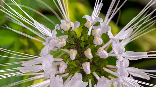 Ana sayfada yeşil yapraklı makro çiçeklerin fotoğrafı
