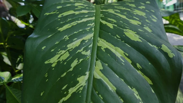 Feuilles Vertes Fraîches Dans Cour — Photo