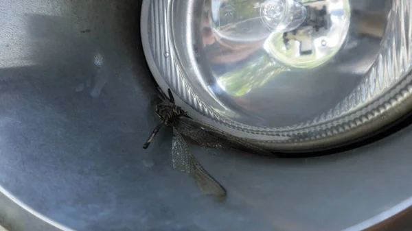 Araba farlarının önündeki ölü yusufçuk.