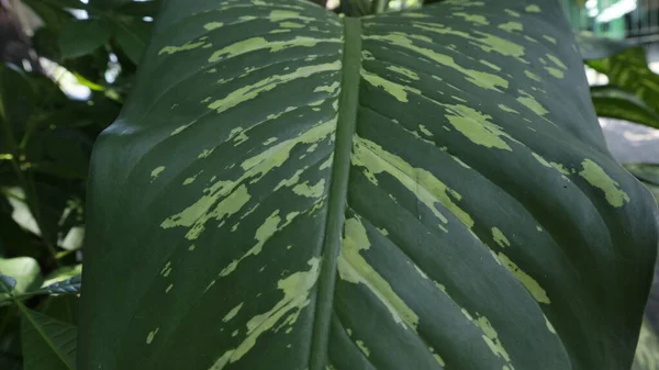 Φρέσκα Πράσινα Φύλλα Στην Αυλή — Φωτογραφία Αρχείου