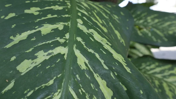 Bahçede taze yeşil yapraklar