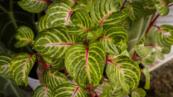 Blumen Blühen Garten Hinter Dem Haus — Stockfoto