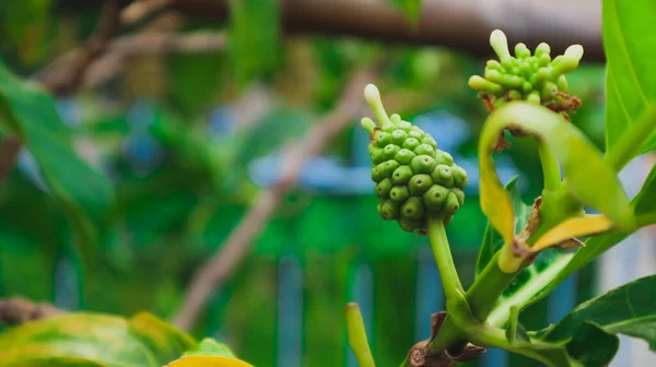Young Noni Fruit Bright Green — Stock Photo, Image