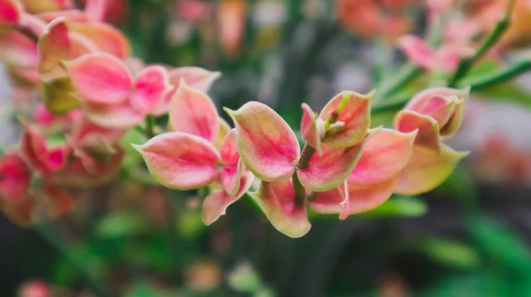 Evin arkasındaki bahçede çiçekler açıyor.