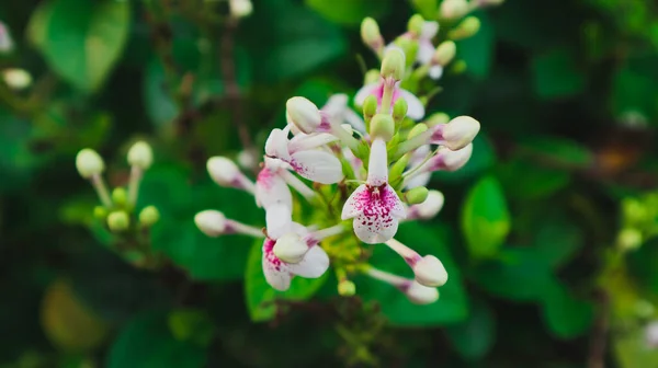Pseuderantém Nebo Japonské Jasmínové Květy Které Kvetou Odpoledne — Stock fotografie