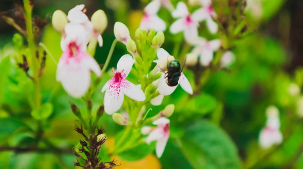 Öğleden sonra açan sözde yasemin çiçekleri ya da Japon yasemin çiçekleri
