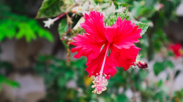 Flores Hibisco Rojo Patio Del Vecino —  Fotos de Stock