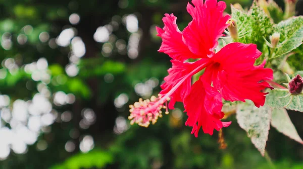 Flores Hibisco Vermelho Quintal Vizinho — Fotografia de Stock