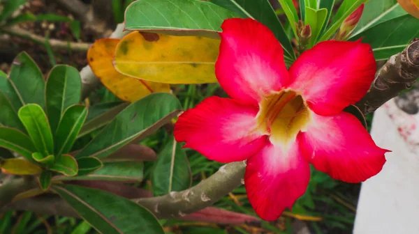 Flores Rosa Frangipani Plantadas Vasos — Fotografia de Stock