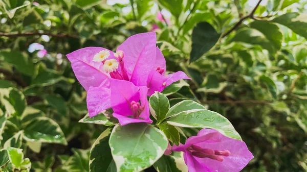 Flores Com Folhas Verdes Brilhantes São Plantadas Lado Rua Centro — Fotografia de Stock