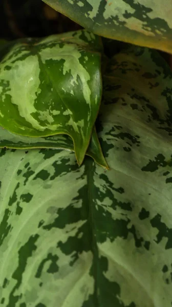 Een Plant Met Verse Groene Bladeren — Stockfoto