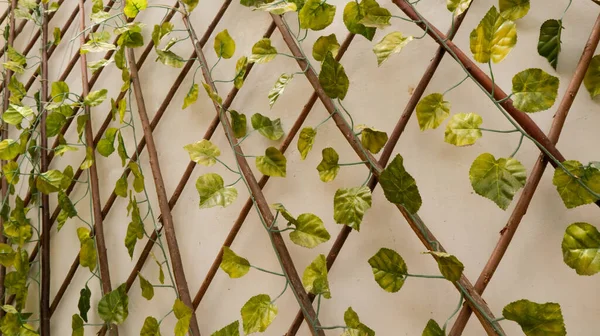 Plastic Plants Decorate Walls House — Fotografia de Stock