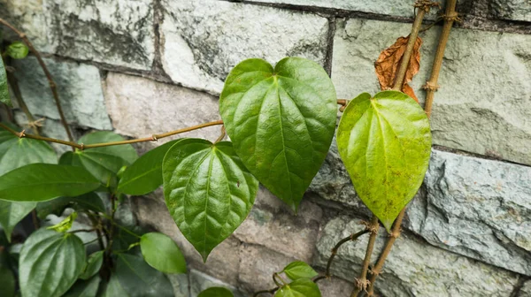 Betel Leaf Plant Grows Next Wall House — Stock Photo, Image