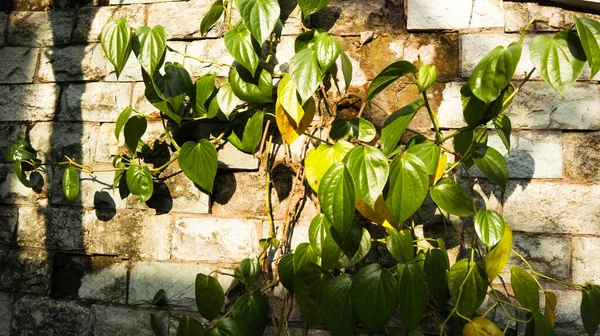 Betel Leaf Plant Grows Next Wall House — Fotografia de Stock