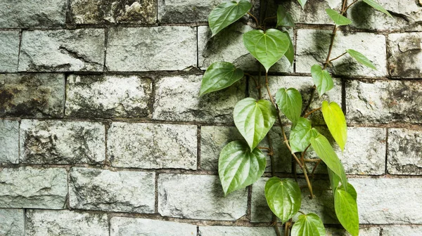 Betel Leaf Plant Grows Next Wall House — Fotografia de Stock