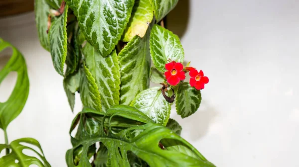 Green Leaves Plants Hanging Wall —  Fotos de Stock