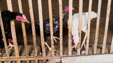 Kafesteki tavuklar et ve yumurta tüketimi için yetiştirilir.